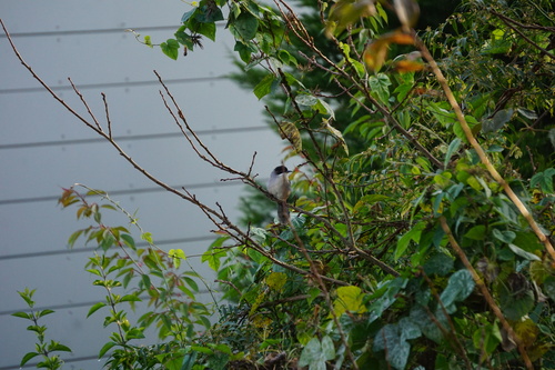 Grey Sibia (Heterophasia gracilis), photo 5
