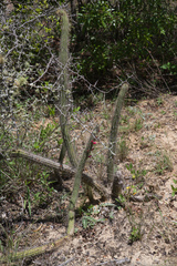 Cleistocactus candelilla
