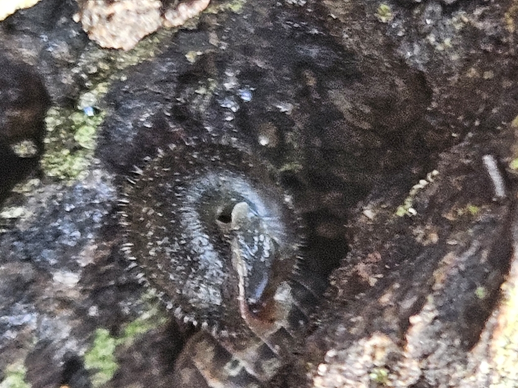 bristled slitmouth