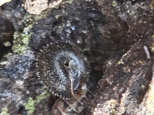 bristled slitmouth
