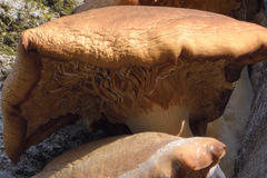 Flammulina velutipes