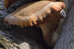 Flammulina velutipes