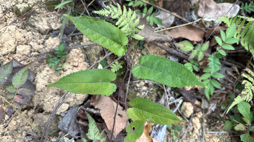 Broussonetia kaempferi
