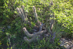 Cleistocactus candelilla