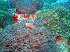 Amphiprion nigripes