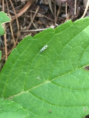 Eupteryx atropunctata