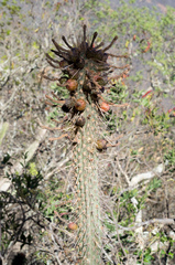 Cleistocactus candelilla