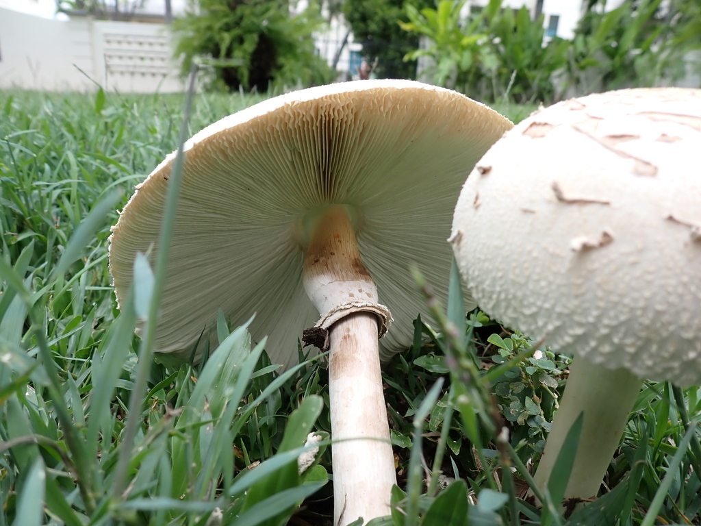 Chlorophyllum molybdites · December 2025 · photo: © sturuss (iNaturalist, cc0)