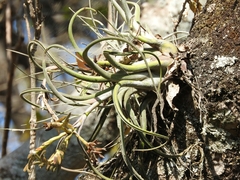 Tillandsia caput-medusae