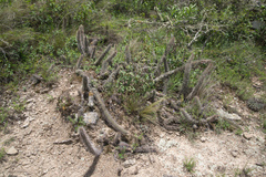 Cleistocactus candelilla