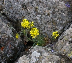 Erysimum cuspidatum