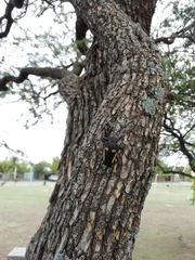 Calocomus desmarestii