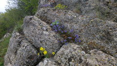 Erysimum cuspidatum