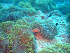 Amphiprion nigripes