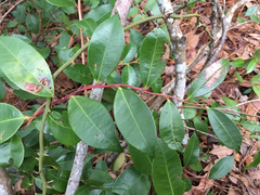Lyonia lucida