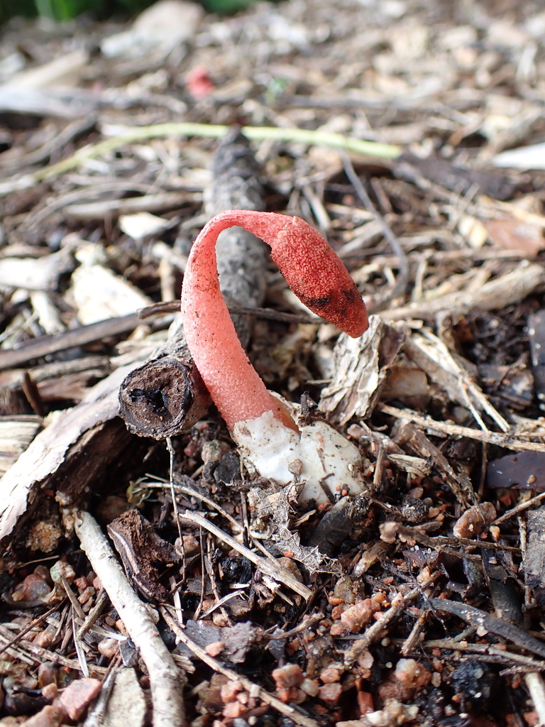 Satyrus rubicundus · December 2025 · photo: © sturuss (iNaturalist, cc0)