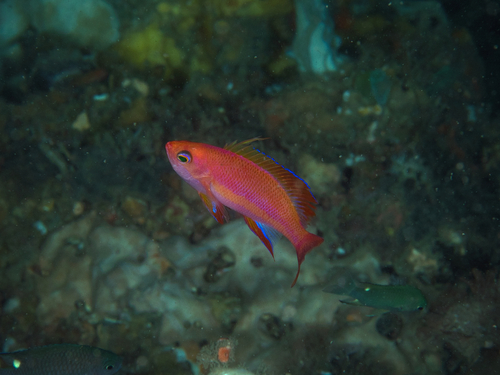 Pseudanthias randalli observed 2022-12-02