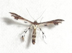 Geina tenuidactylus