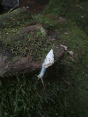 Drymaeus interpunctus