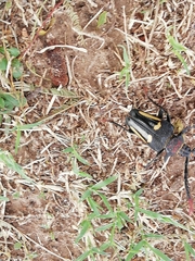 Calocomus desmarestii