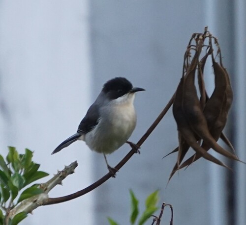 Grey Sibia (Heterophasia gracilis), photo 3