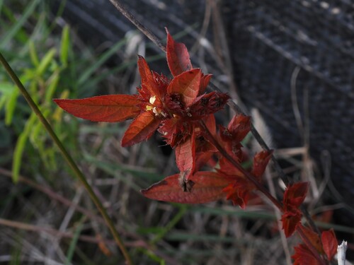 Slender Three-seeded Mercury (Acalypha gracilens)