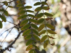 Bursera copallifera