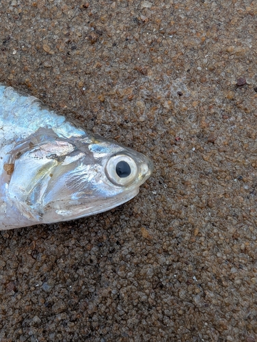 Anchovy (Pterengraulis atherinoides) — Engraulidae — 4