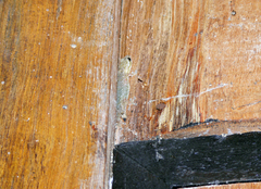 Hemiphyllodactylus chiangmaiensis