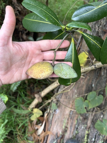 Ochrosia haleakalae observed 2025-12-29