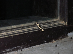 Thysanoptyx