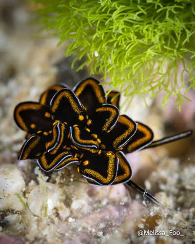 Photo of Black-yellow cyerce (Cyerce nigricans)