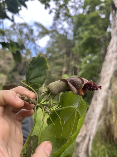 Hibiscadelphus giffardianus observed 2025-12-29