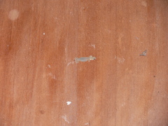 Hemiphyllodactylus chiangmaiensis