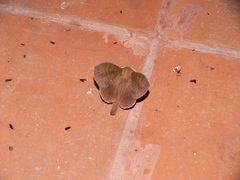 Kunugia latipennis