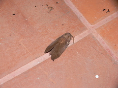 Kunugia latipennis