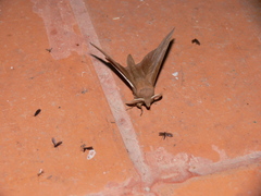 Kunugia latipennis