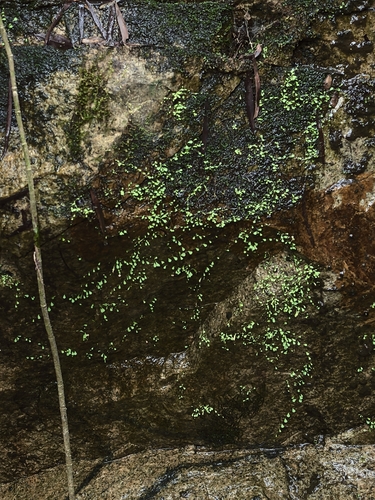 Utricularia sandersonii (Utricularia sandersonii)