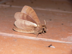 Kunugia latipennis