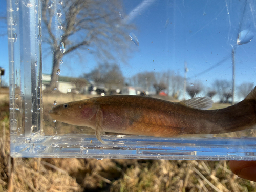 Spring cavefish (Forbesichthys agassizii) — Amblyopsidae — 5