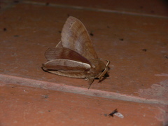 Kunugia latipennis