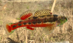 Cherry Darter photo 2
