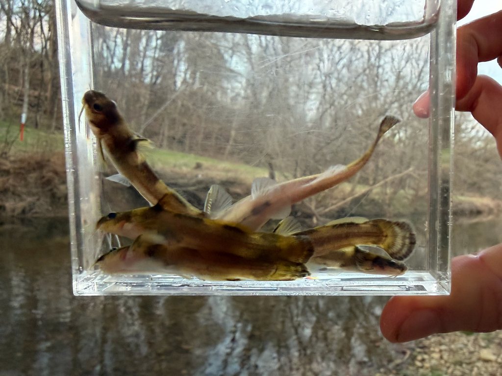 Elegant Madtom