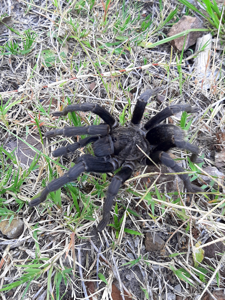 Mygale noire d'Uruguay (Uruguay Black Beauty) (Grammostola quirogai)