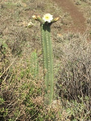 Trichocereus cuzcoensis