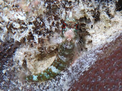 Similar triplefin (Enneapterygius similis) — Tripterygiidae — 3