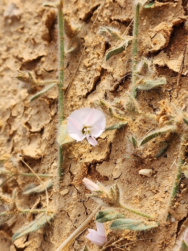 Prostrate Bindweed