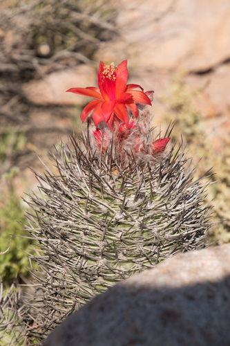 Oreocereus hempelianus