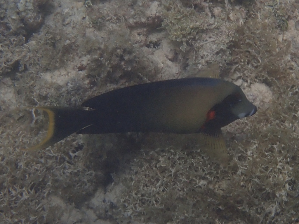 Chocolate surgeonfish