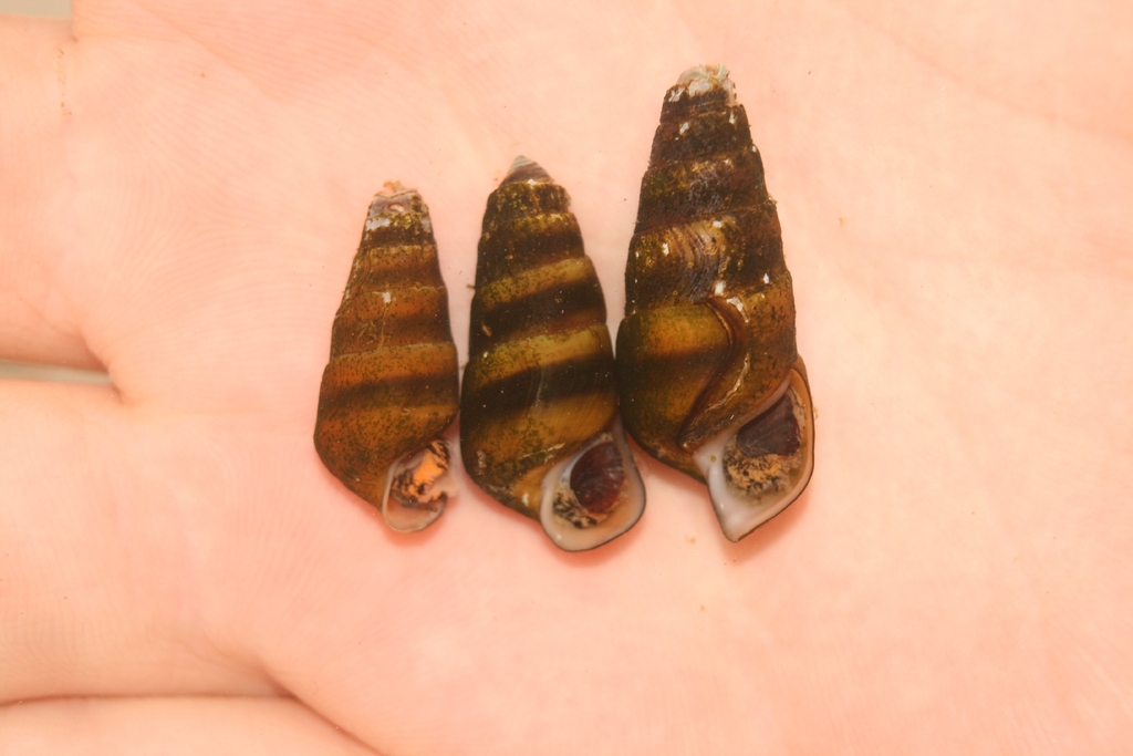 Telescope Hornsnail